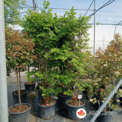 Lagerstroemia indica 250-260 cm