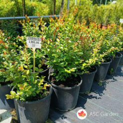 Lagerstroemia indica 30 - 50 cm