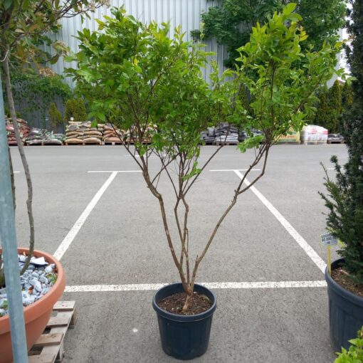 Lagerstroemia indica 150 cm