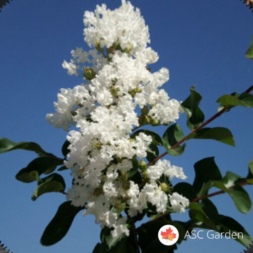 Lagerstroemia indica Bianco - Indijski jorgovan 1 m