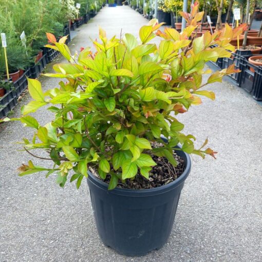 Lagerstroemia indica Dinamit 50 - 80 cm