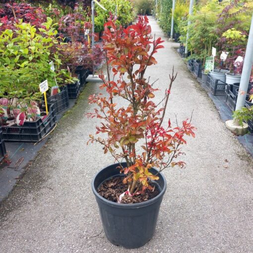 Lagerstroemia indica Rapsody in Pink 70 cm