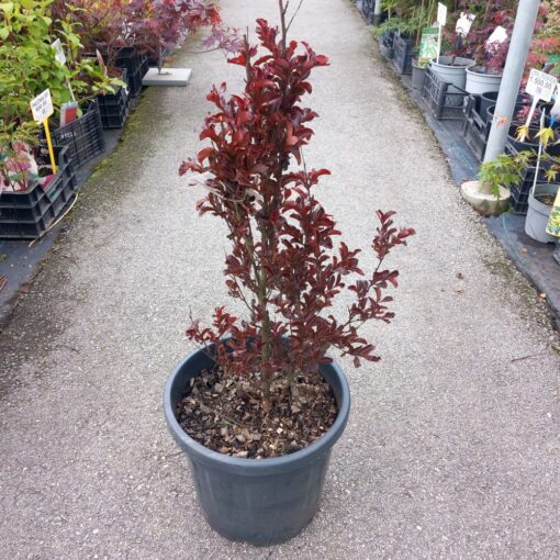 Lagerstroemia indica Rapsody in Blue 70 cm