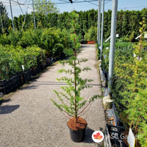 Larix kaempferi 90 cm
