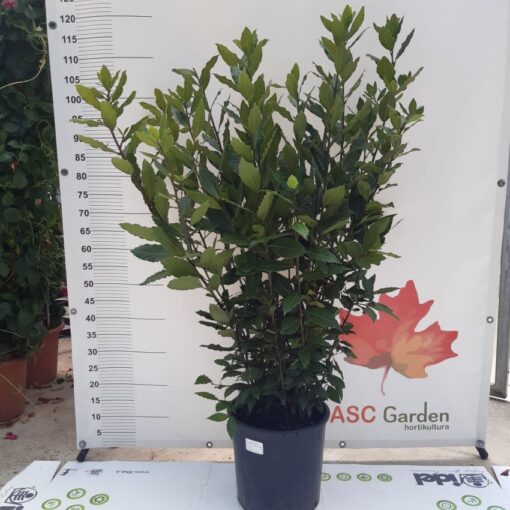 Laurus nobilis- Začinski lovor 95 cm -NEMA NA STANJU