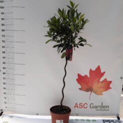 Laurus nobilis- Lovor začinski na štapu 85cm