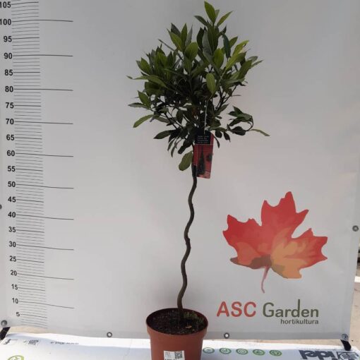 Laurus nobilis- Lovor začinski na štapu 85cm