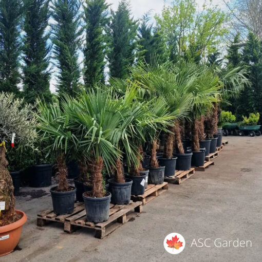 Lepezasta palma – Trachycarpus fortunei 140 cm