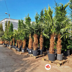 Lepezasta palma – Trachycarpus fortunei 200 cm C20/25
