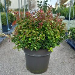 Leucothoe axillaris „Curly red“ 55 cm