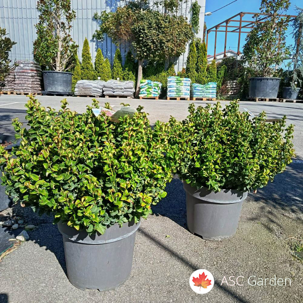 Leucothoe axillaris „Curly red“ 50 cm - Slika 2