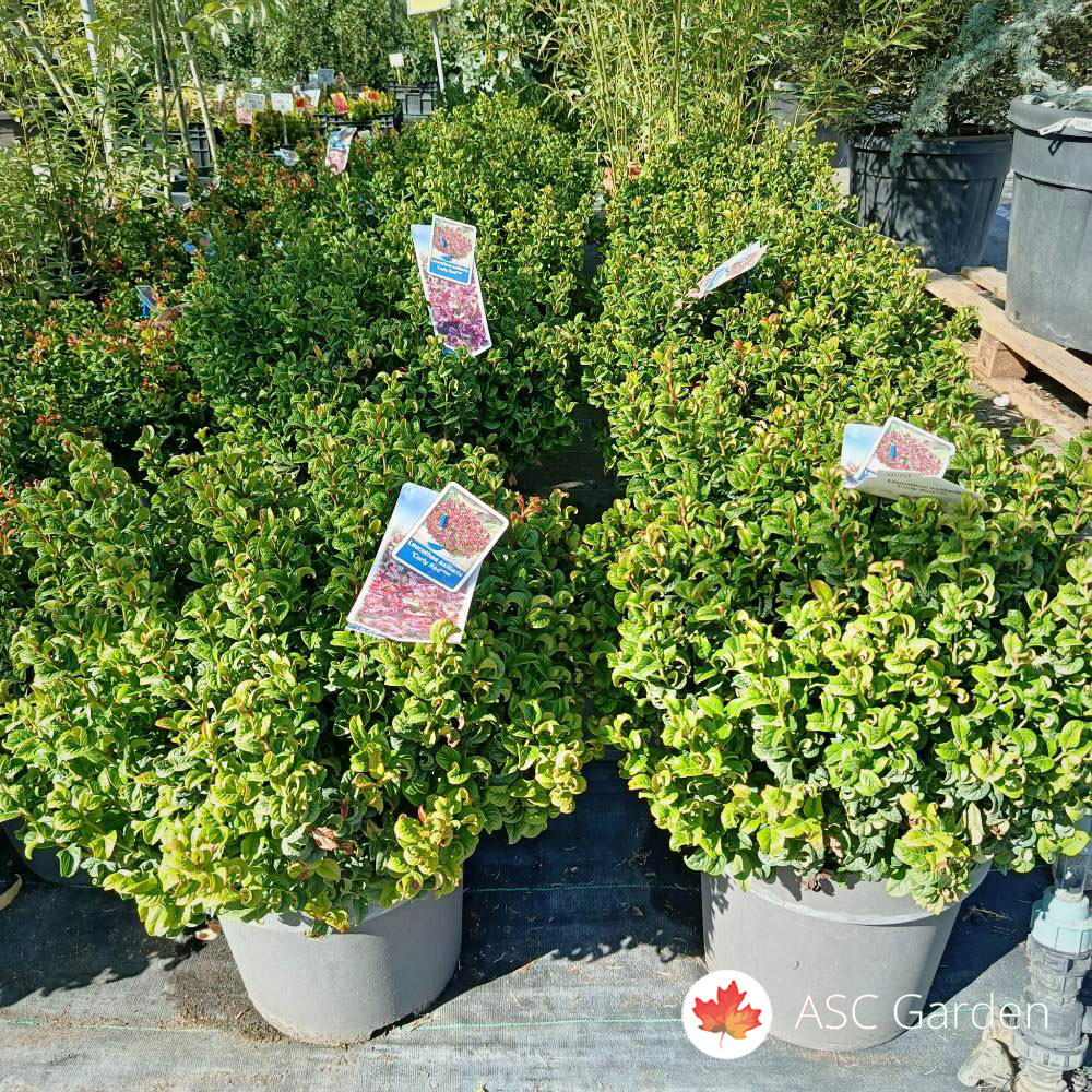 Leucothoe axillaris „Curly red“ 50 cm