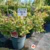 Leucothoe axillaris ‘Firestar’ – 30 cm fi 23 cm