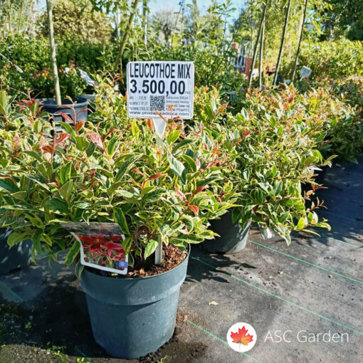 Leucothoe axillaris ‘Firestar’ – 30 cm fi 23 cm