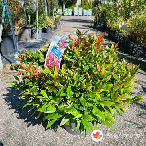 Leucothoe axillaris 'Zeblid' 30 cm