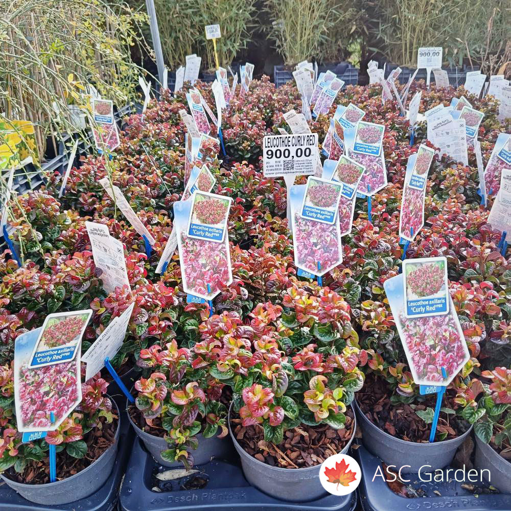 Leucothoe axillaris Curly red 30 cm - Slika 2
