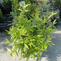 Leucothoe keiskei 'Burning Love' 40 cm