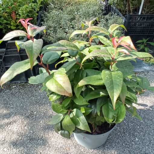 Leucothoe 'Dark Diamond' 25 cm