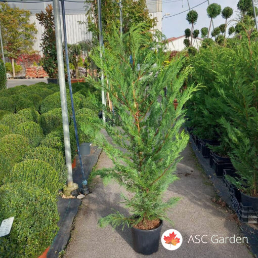 Cupressocyparis leylandii 140 - 170 cm