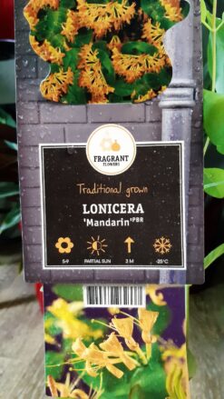 Lonicera Mandarin 75 cm – Orlovi nokti