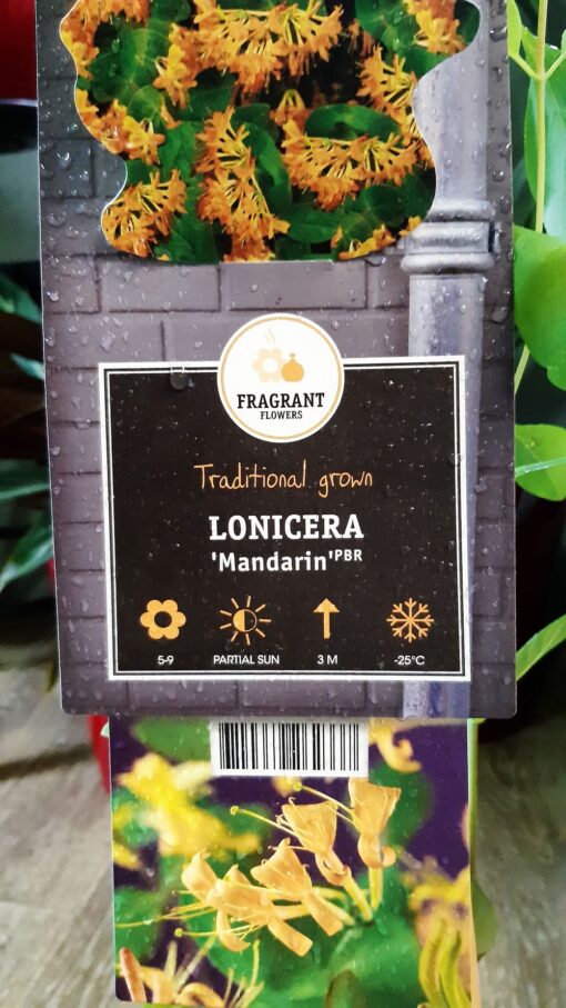 Lonicera Mandarin 75 cm – Orlovi nokti
