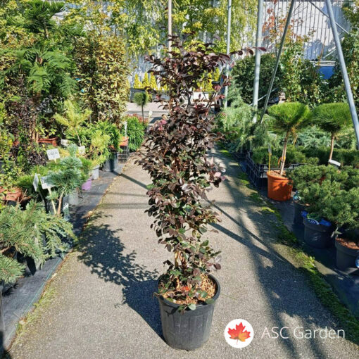Loropetalum chinense Black Pearl 100-110 cm