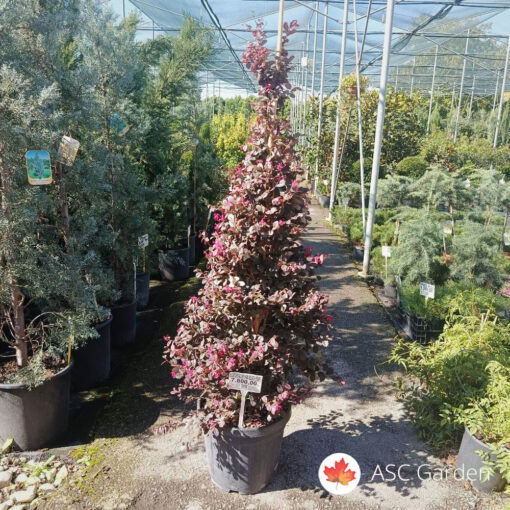 Loropetalum chinense Black Pearl 130-140 cm