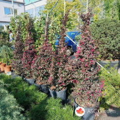 Loropetalum chinense Black Pearl 200 cm
