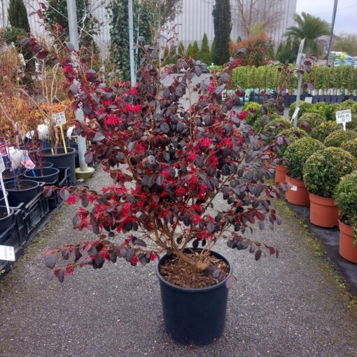 Loropetalum chinense Fede 70 cm