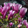 magnolia susan