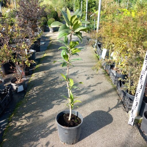 Zimzelena magnolija – Magnolia grandiflora 100-120 cm