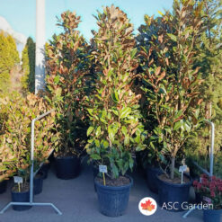 Magnolia grandiflora Gallisoniensis 170-210cm