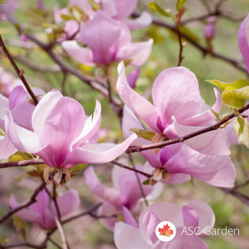 Magnolia 'George Henry Kern'  -NEMA NA STANJU