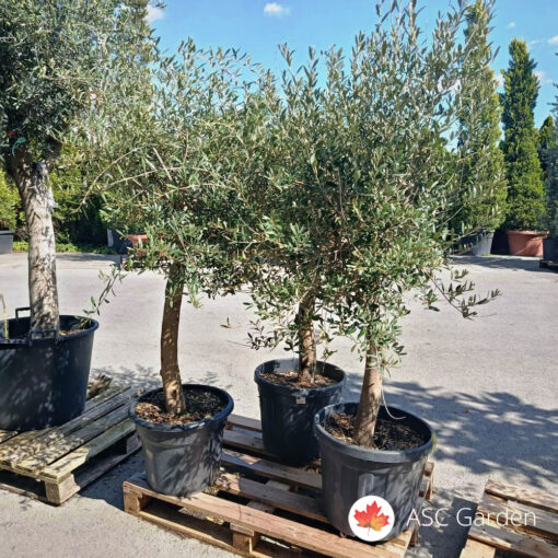 Olea europaea - maslina 180-210 cm