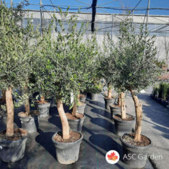 Drvo masline 140-160 cm