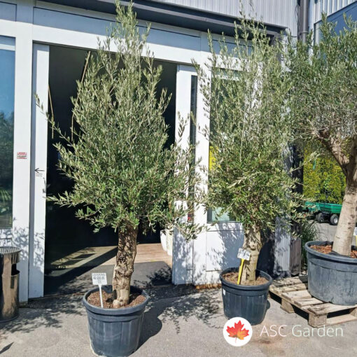 Olea europaea - maslina 240 cm