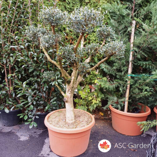 Sadnice masline bonsai