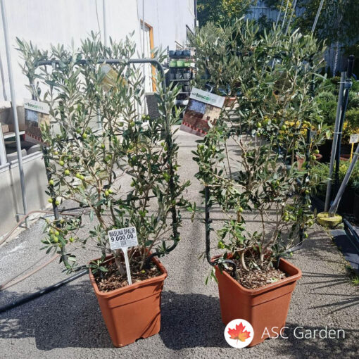 Maslina - Olea europaea 100 cm špalir