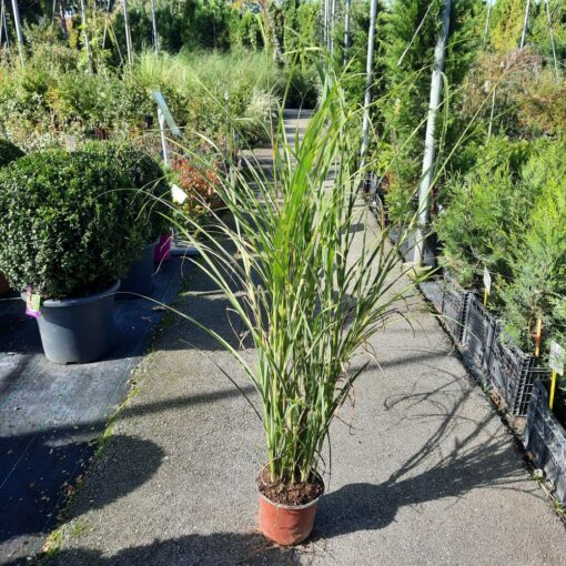 Miscanthus sinensis 'Zebrina' 120 cm