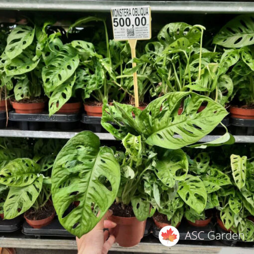 Monstera monkey leaf 30-40 cm Žao nam je, proizvod nije na stanju
