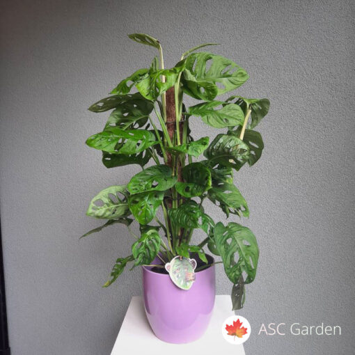 Monstera monkey leaf 60-70