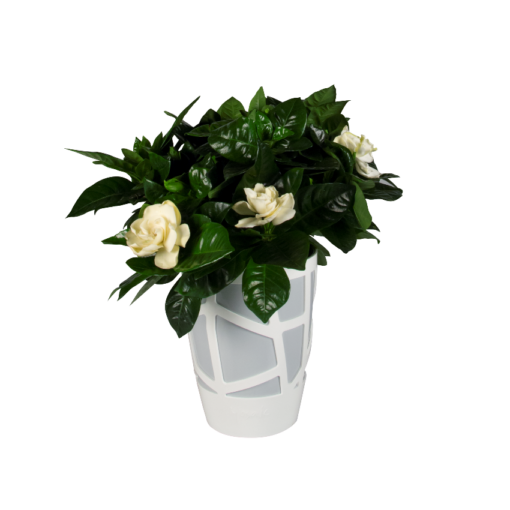 Gardenia 20-25 cm