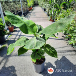 Musa Dwarf Cavendish 85 cm