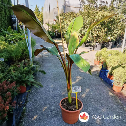 Musa Sikkimensis ever red 120 cm