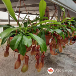 Nepenthes alata
