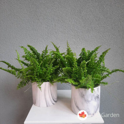 Nephrolepis exaltata ‘Green Lady’ 35 cm