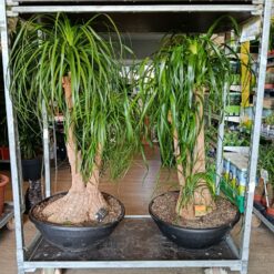 Nolina recurvata -Nolina 210 cm