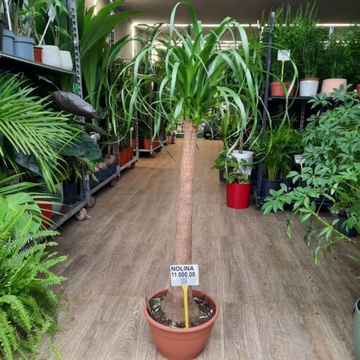 Nolina recurvata 120 cm