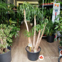 Nolina recurvata -Nolina 160cm