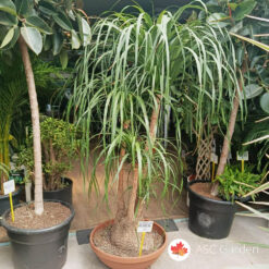 Nolina recurvata- Slonovo stopalo 180 cm